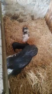 Kune kune a kříženci