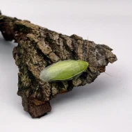 Šváb zelený (Panchlora nivea) – krmný hmyz