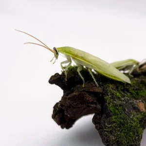 Šváb zelený (Panchlora nivea) – krmný hmyz