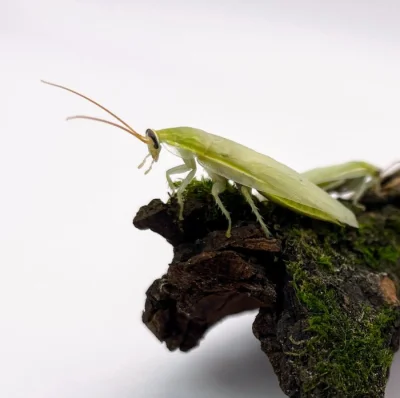 Šváb zelený (Panchlora nivea) – krmný hmyz