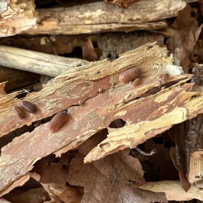 Isopodi Cubaris sp. 