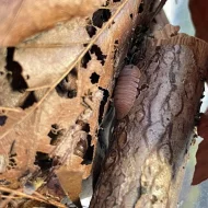 Isopodi Cubaris sp.