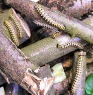 Mnohonožky Antheromorpha uncinata (varianta yellow)