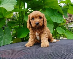 Cavapoo
