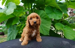 Cavapoo