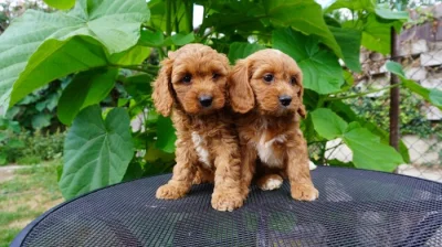 Cavapoo