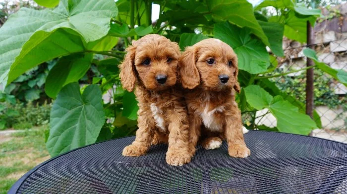 Cavapoo