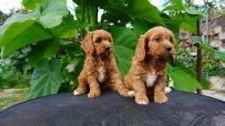 Cavapoo