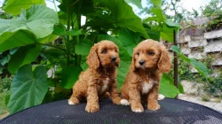 Cavapoo