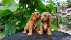 Cavapoo