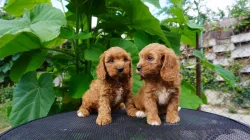Cavapoo