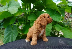 Cavapoo