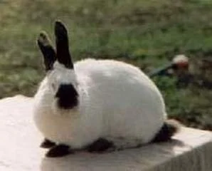 Kalifornský kralik