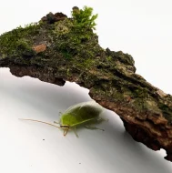 Panchlora nivea: zelená výjimka mezi šváby