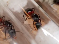 Mravenec dřevokaz (Camponotus ligniperda)