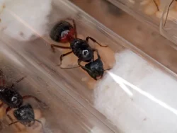 Mravenec dřevokaz (Camponotus ligniperda)