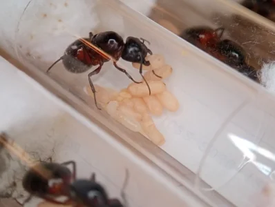 Mravenec dřevokaz (Camponotus ligniperda)