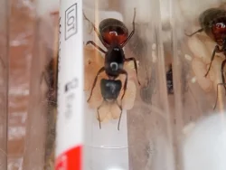 Mravenec dřevokaz (Camponotus ligniperda)