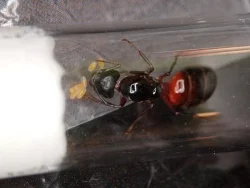 Mravenec dřevokaz (Camponotus ligniperda)
