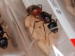Mravenec dřevokaz (Camponotus ligniperda)