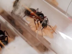 Mravenec dřevokaz (Camponotus ligniperda)