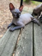 SPHYNX bez PP