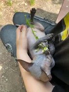 SPHYNX bez PP