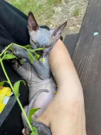 SPHYNX bez PP