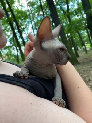 SPHYNX bez PP