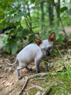 SPHYNX bez PP