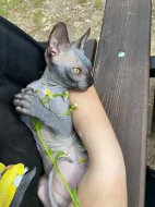 SPHYNX bez PP