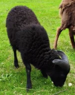 Ouessantská ovce