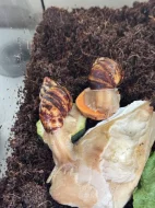 Lissachatina Iredalei Zanzibar
