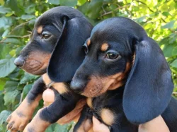 Jezevčík hladkosrstý trpasličí bez PP
