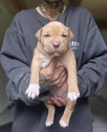 American bully xl s PP