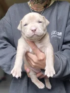 American bully xl s PP
