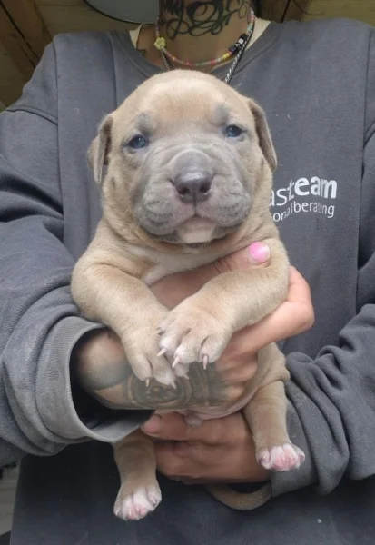 American bully xl s PP