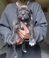 American bully xl s PP