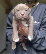 American bully xl s PP