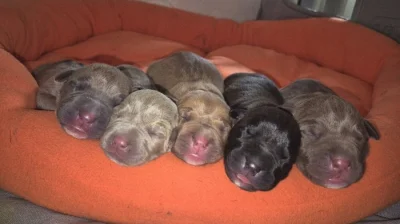 American bully xl s PP
