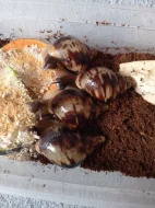 Lissachatina reticulata (mláďata)