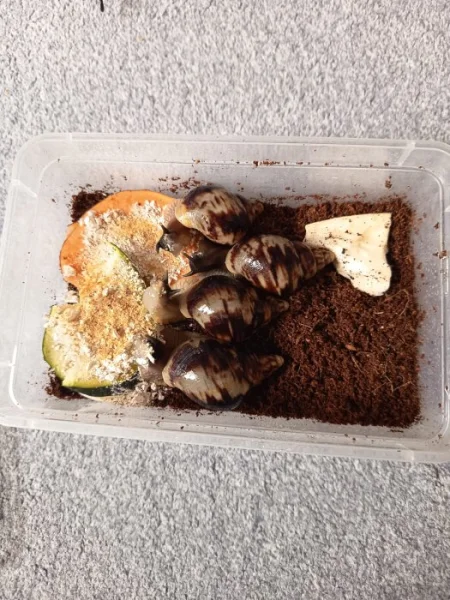 Lissachatina reticulata (mláďata)
