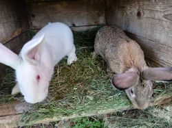 Mláďata krizenec belgický obr matka, Hyla same , masny tip