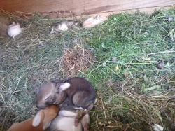 Mláďata krizenec belgický obr matka, Hyla same , masny tip