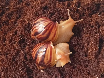 Achatina achatina/Oblovka obrovská
