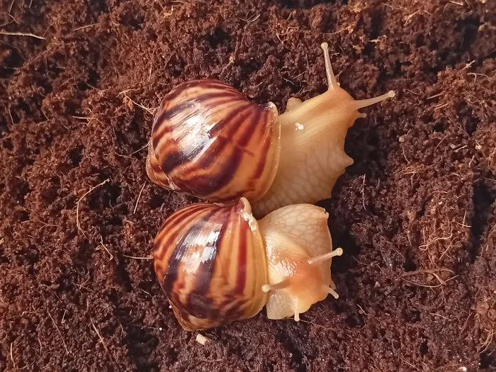 Achatina achatina/Oblovka obrovská