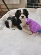 Kavalír king charles španěl chlapeček