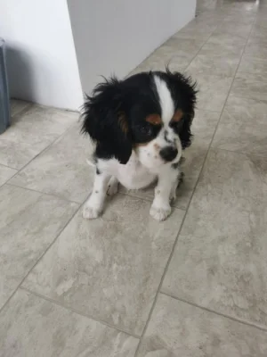 Kavalír king charles španěl chlapeček