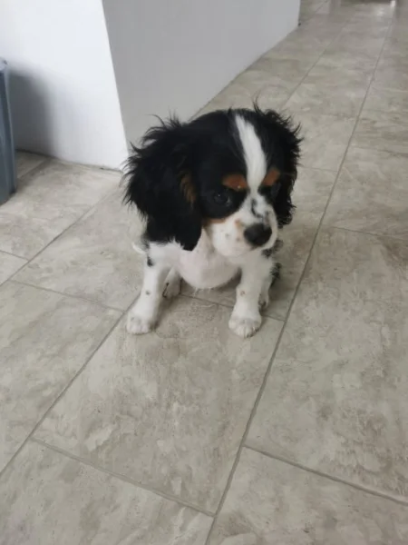 Kavalír king charles španěl chlapeček