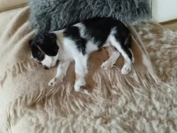 Kavalír king charles španěl chlapeček